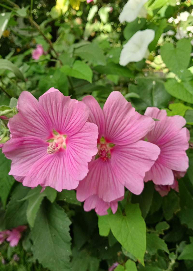 Fuchsia flowers