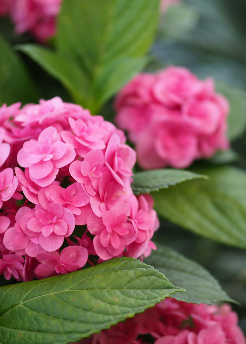 Fuchsia hydrangeas